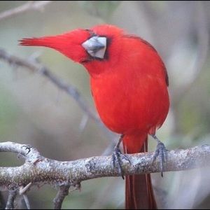 Meet your Posher, Janelle